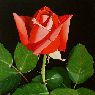 Rosa Roja